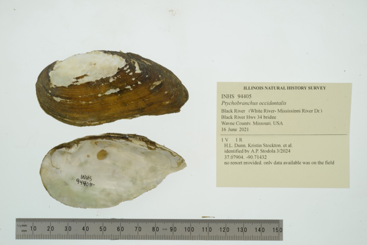 Ptychobranchus occidentalis image