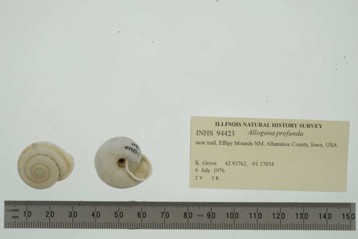 Allogona profunda image