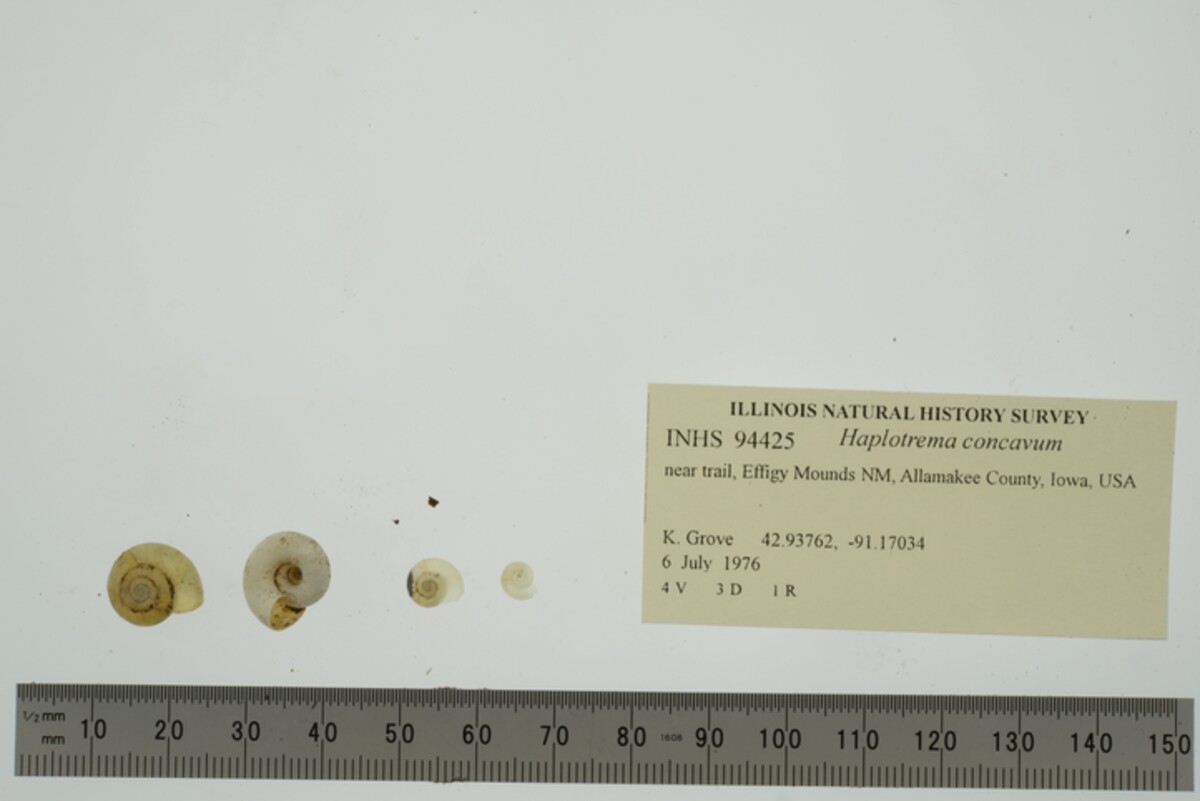 Haplotrema concavum image