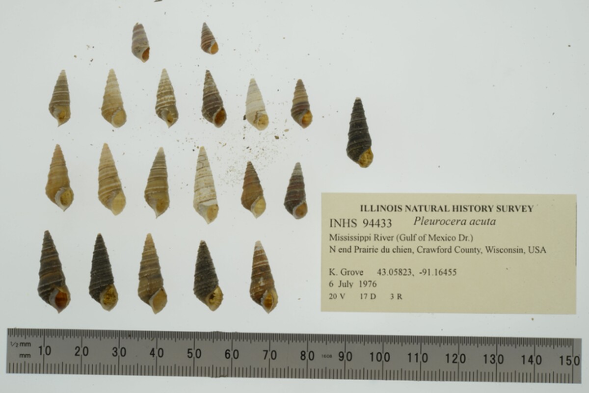 Pleurocera acuta image