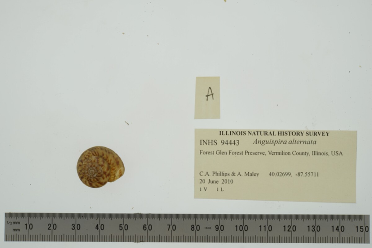 Anguispira alternata image