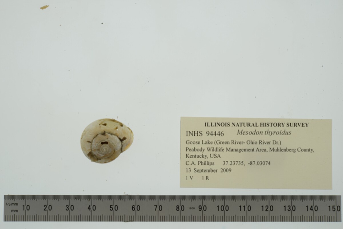 Mesodon thyroidus image