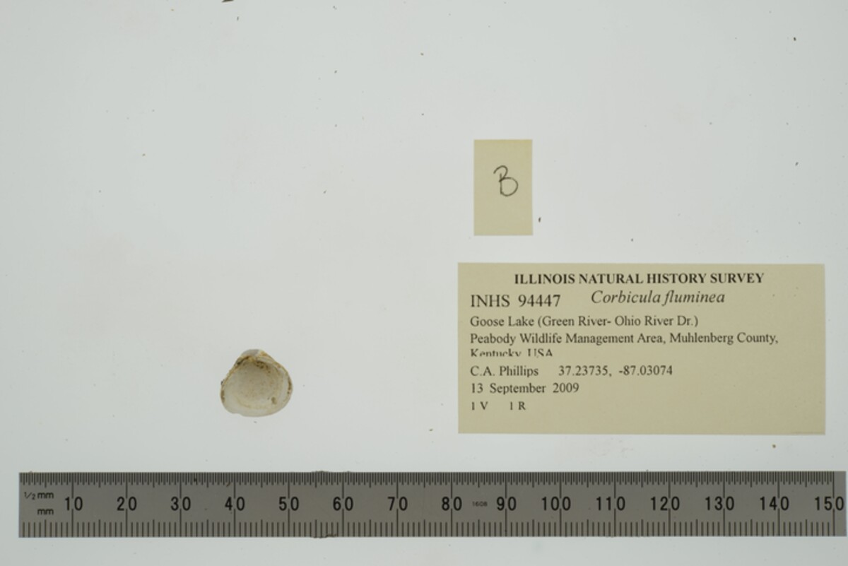 Corbicula image