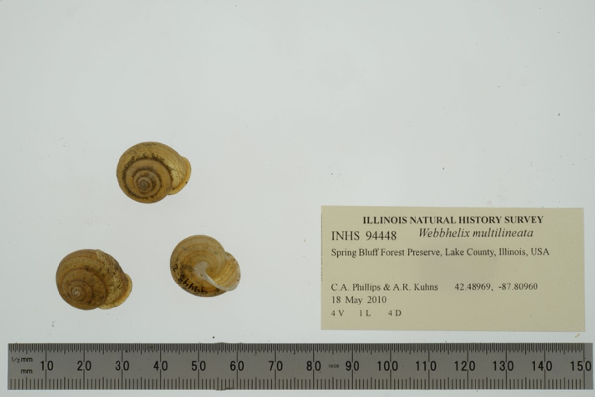 Webbhelix multilineata image