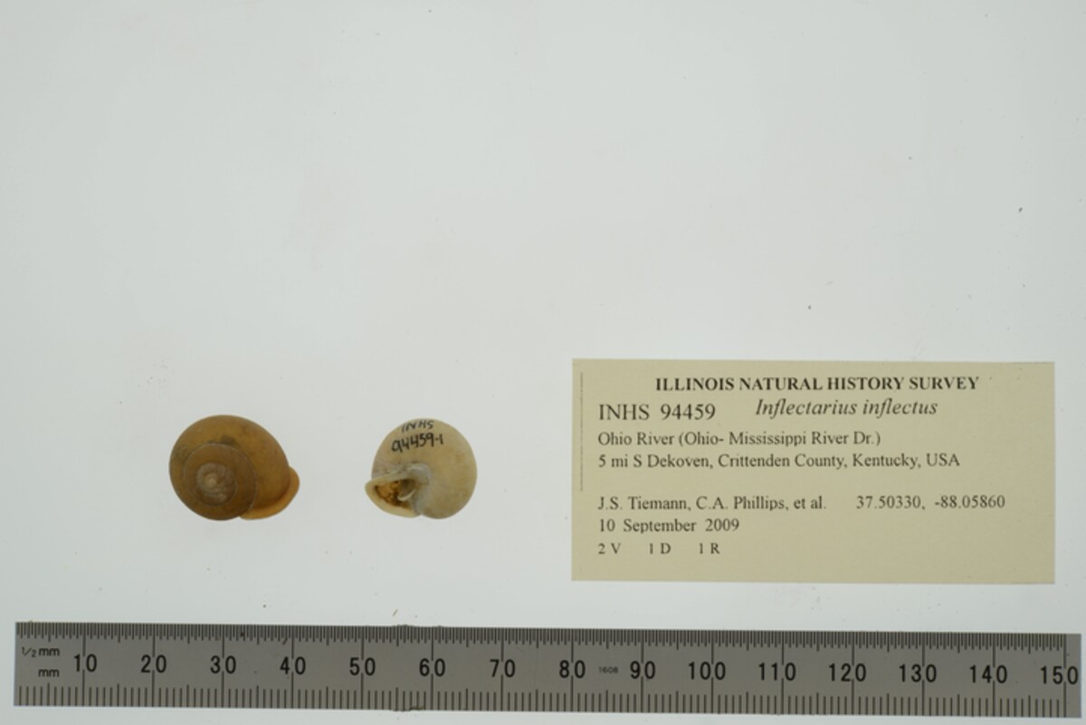 Inflectarius inflectus image