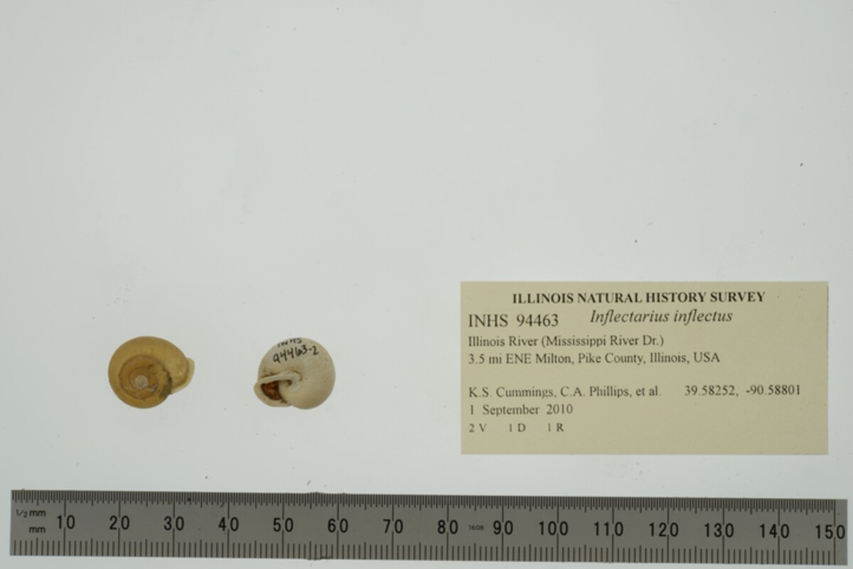 Polygyridae image