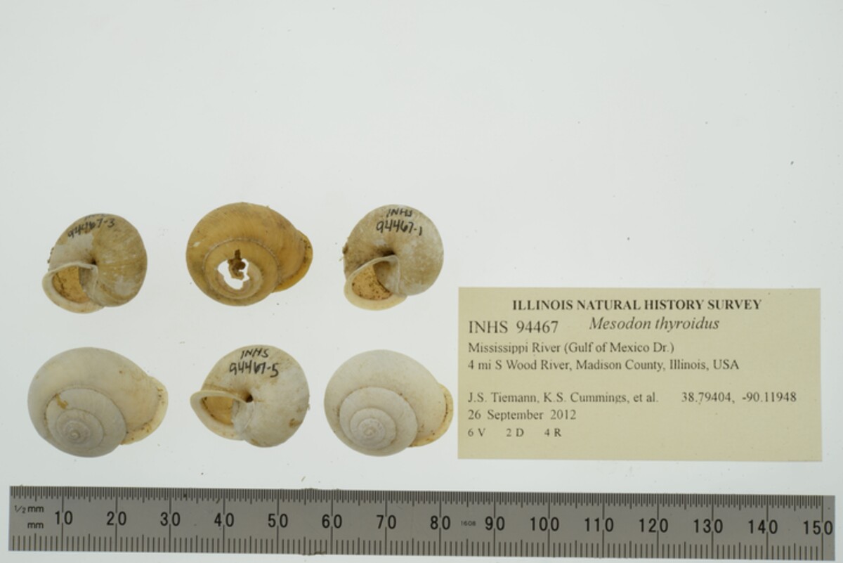 Mesodon thyroidus image