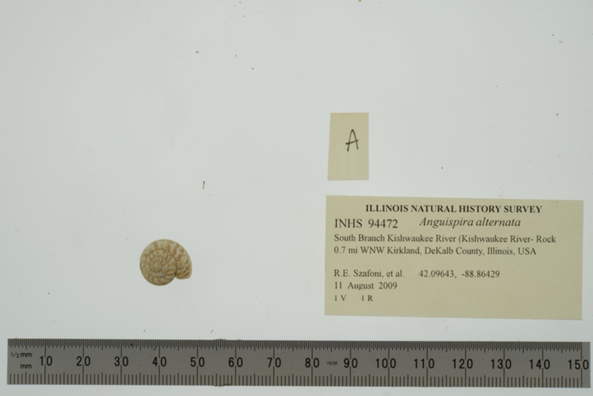 Discidae image