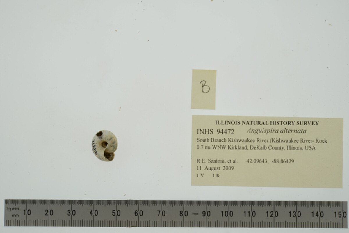 Discidae image