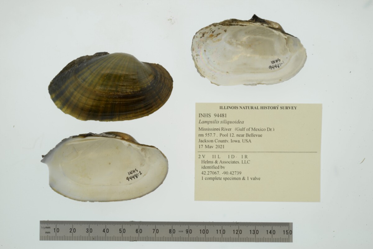 Lampsilis siliquoidea image