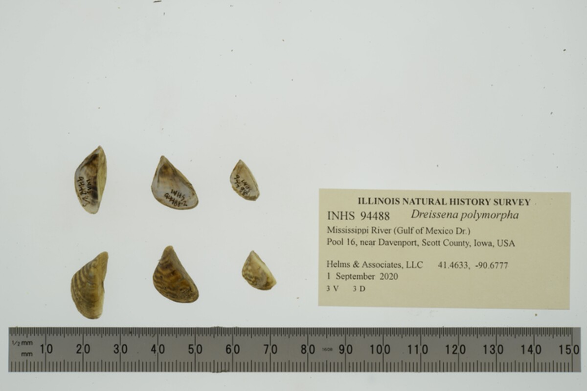 Dreissena polymorpha image