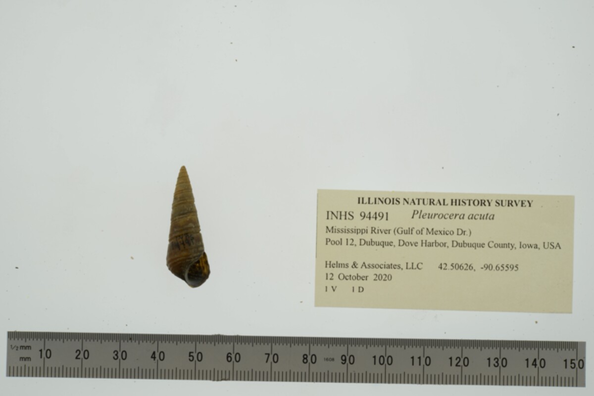 Pleurocera acuta image