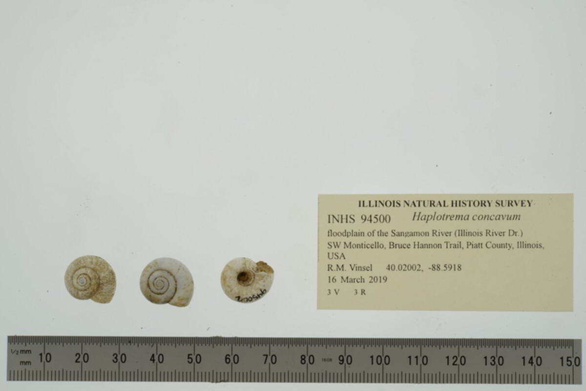 Haplotrematidae image