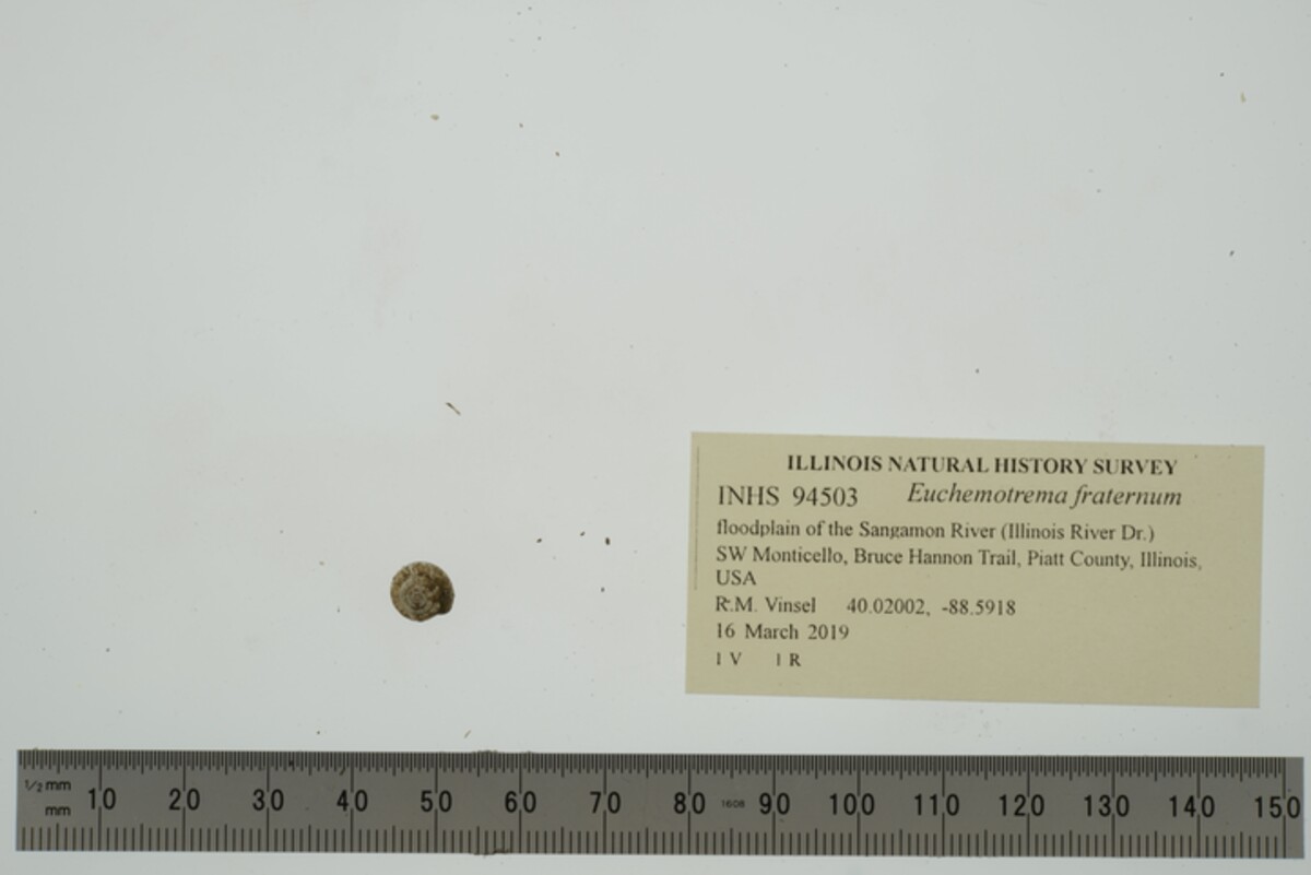 Euchemotrema fraternum image