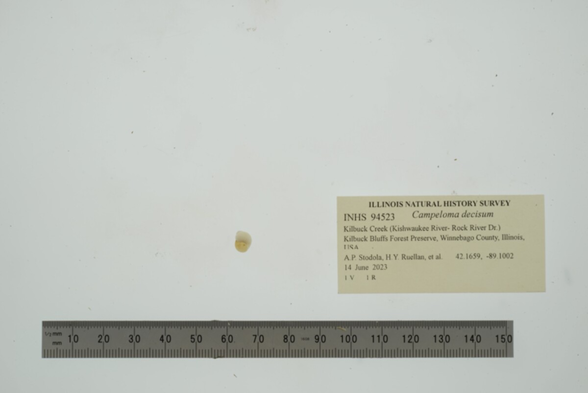 Campeloma decisum image