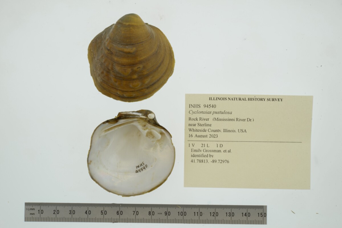 Cyclonaias pustulosa image