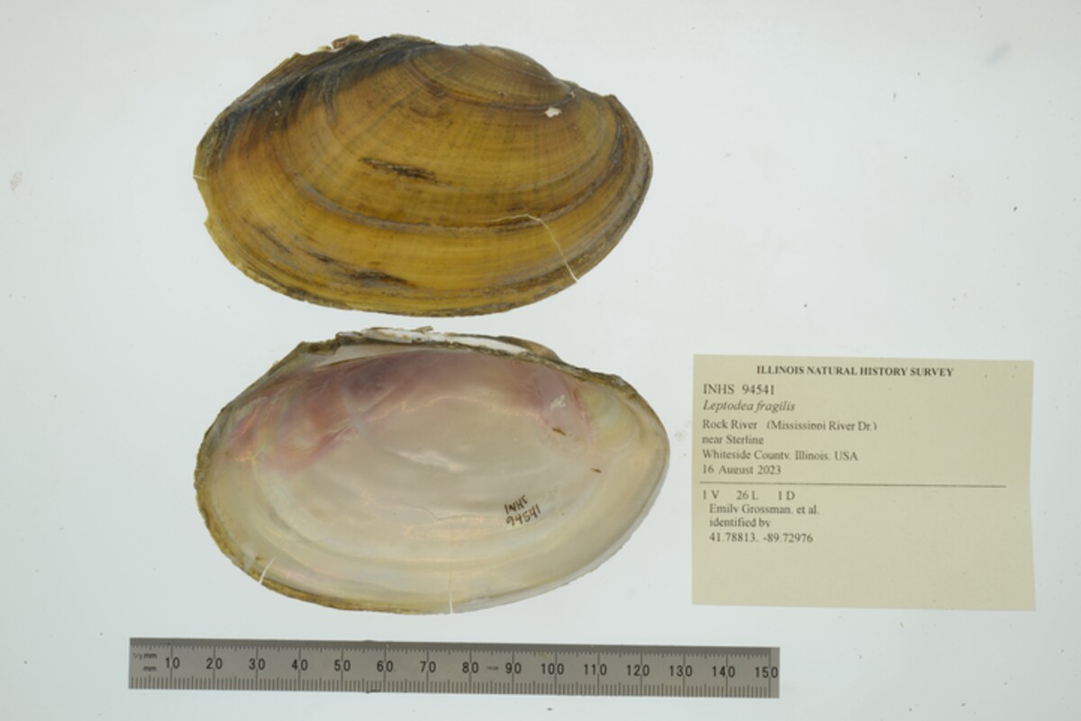 Leptodea fragilis image