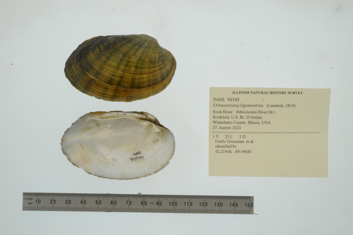 Ortmanniana ligamentina image