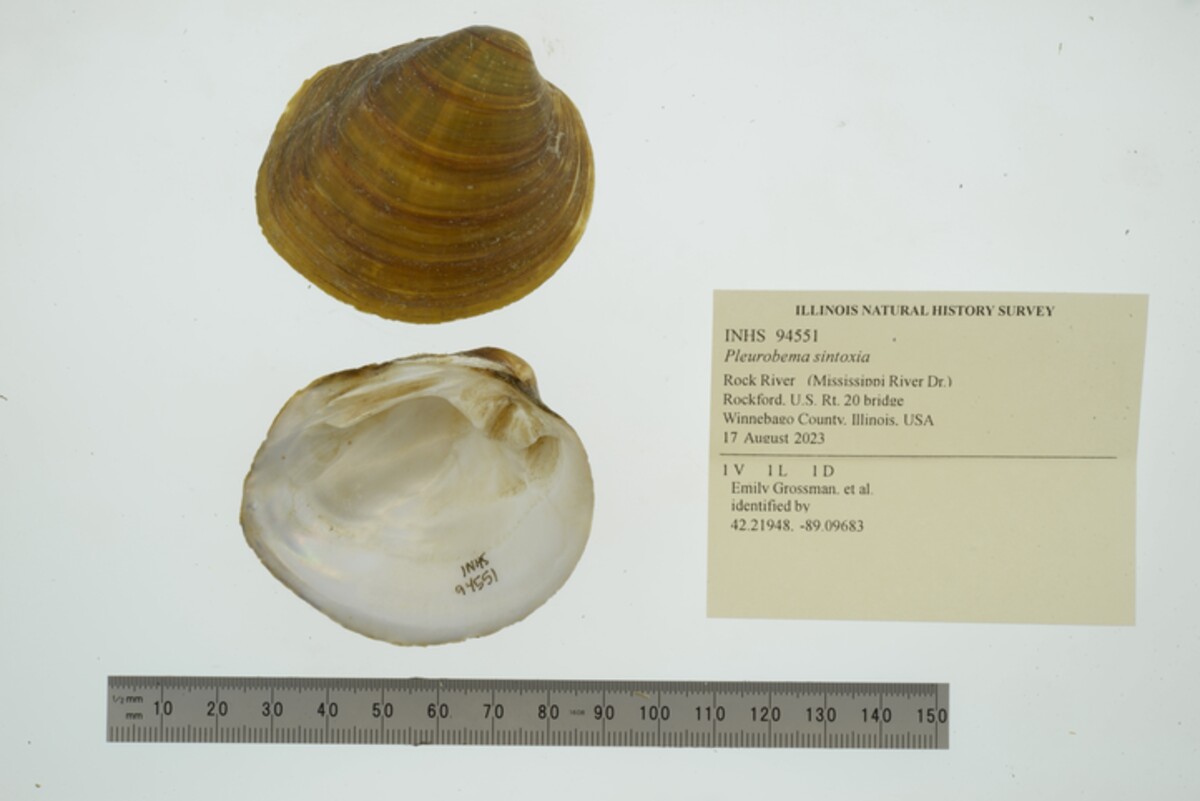 Pleurobema sintoxia image