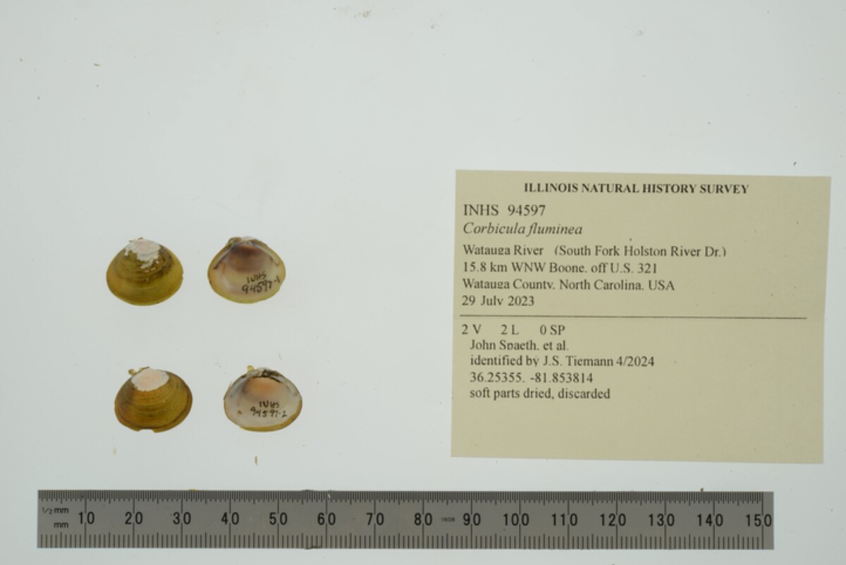 Corbicula fluminea image