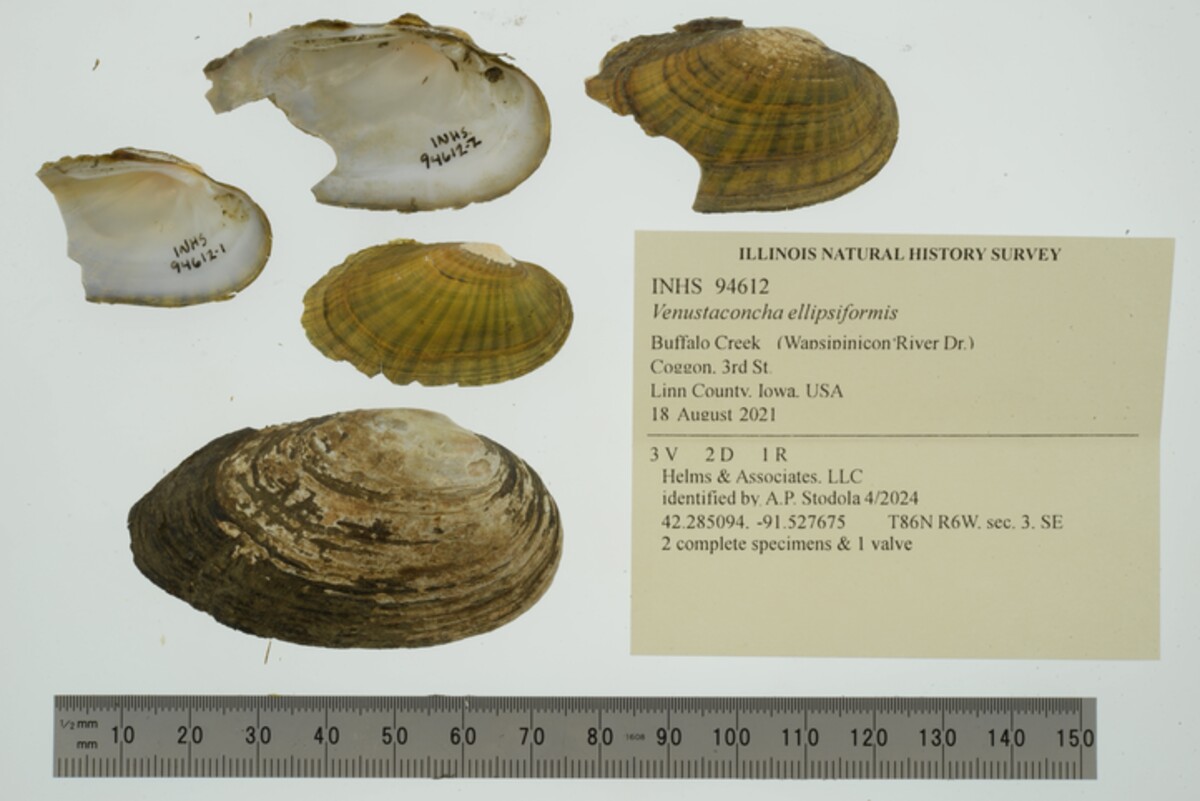 Venustaconcha ellipsiformis image