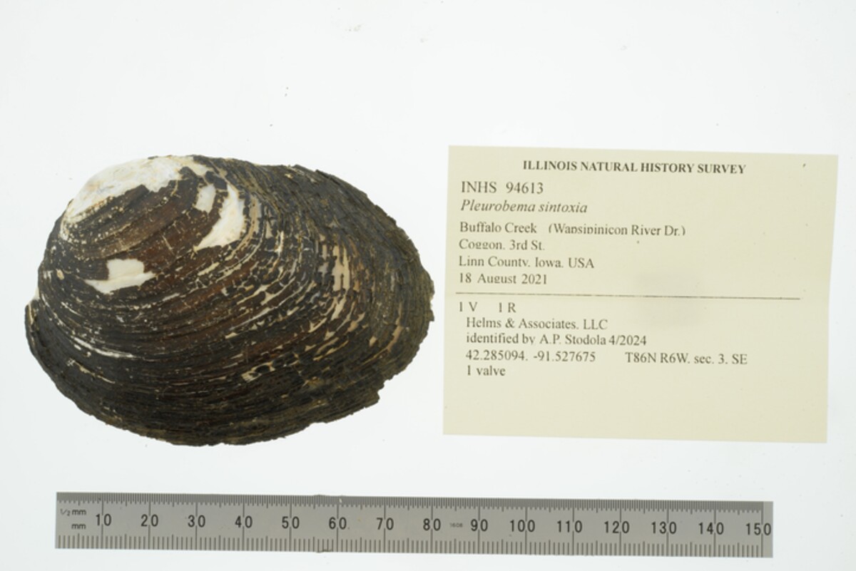 Pleurobema sintoxia image