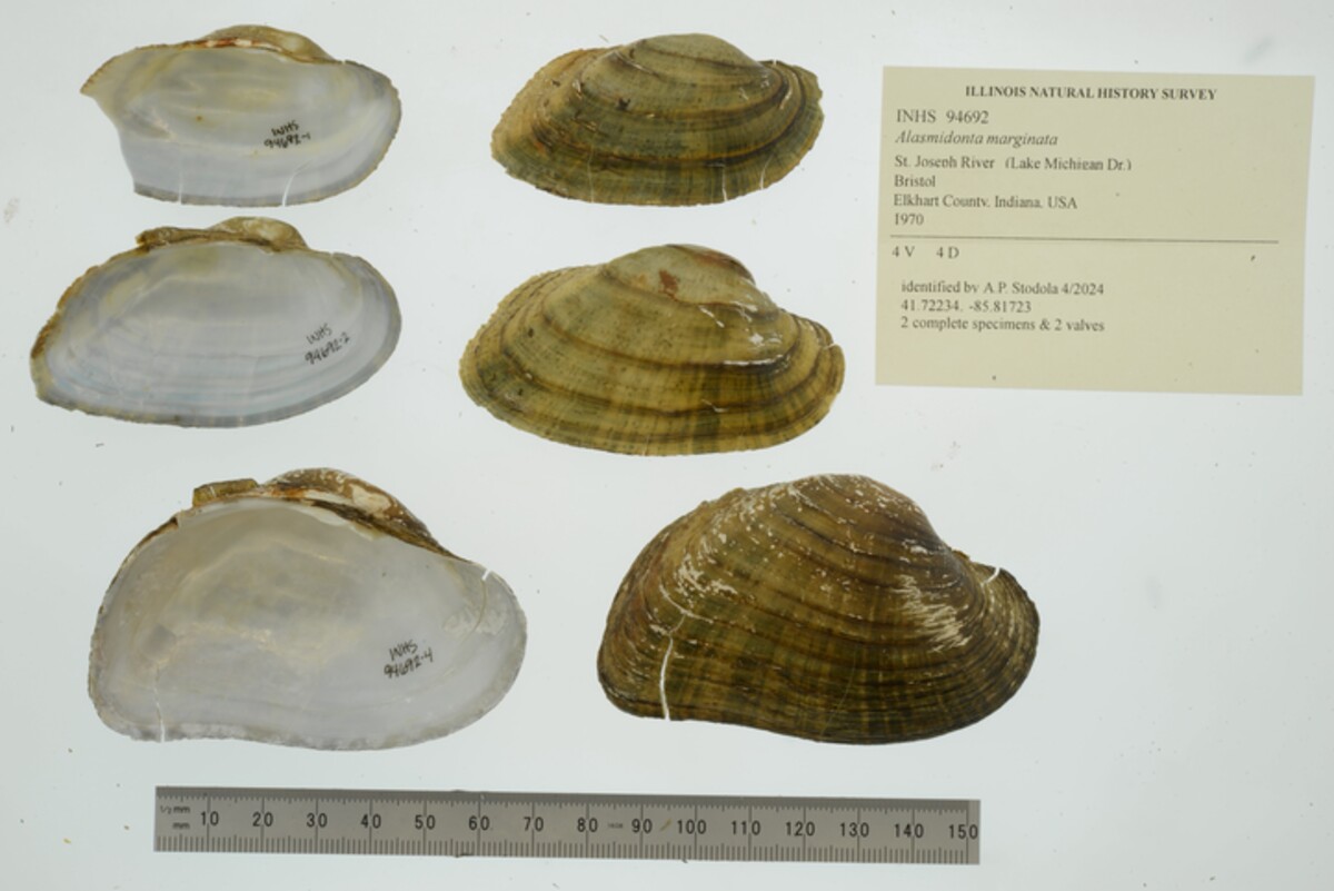 Alasmidonta marginata image