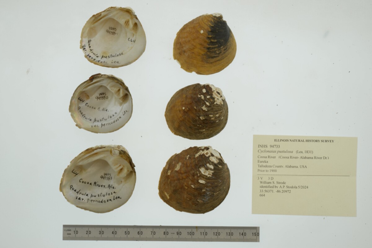 Cyclonaias pustulosa image