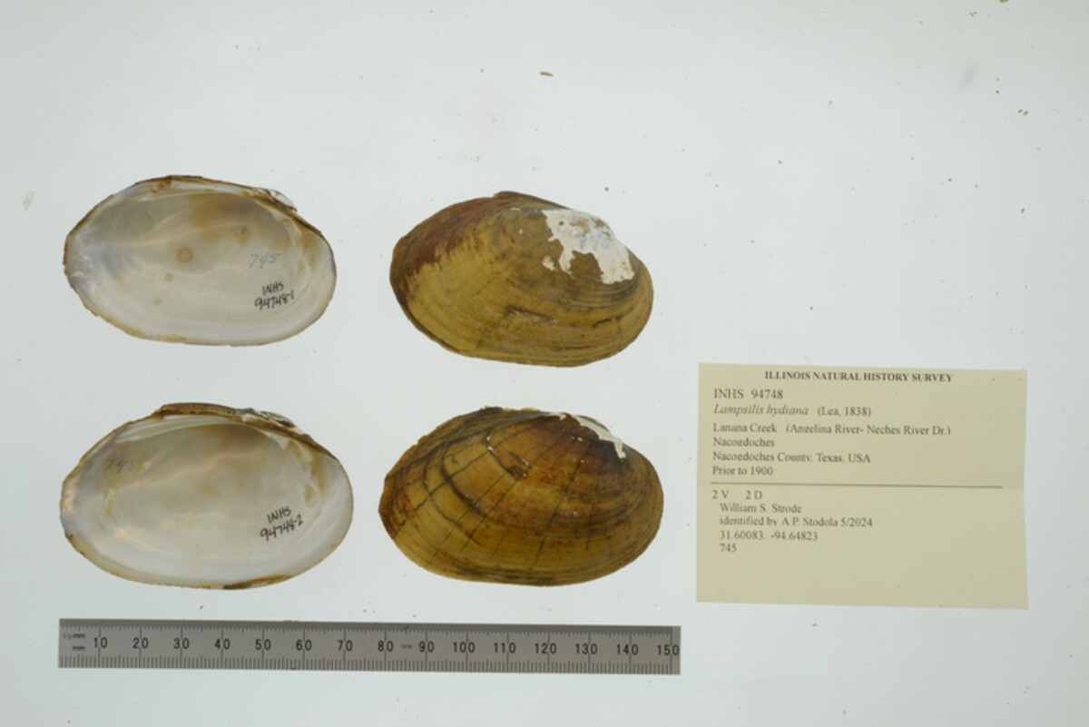 Lampsilis hydiana image