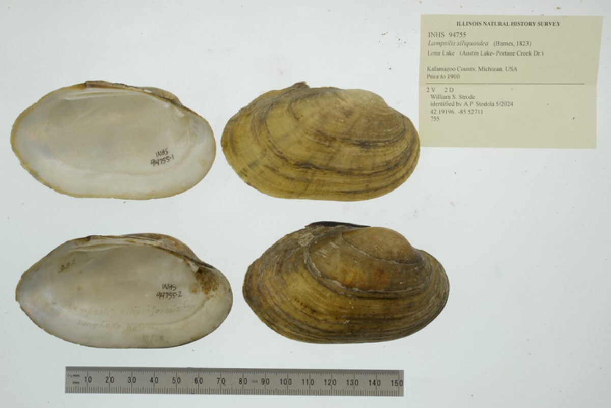 Lampsilis siliquoidea image