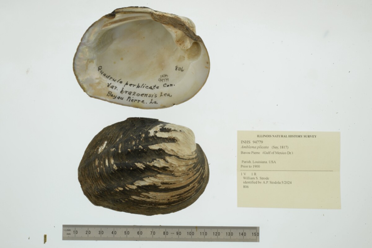 Amblema plicata image