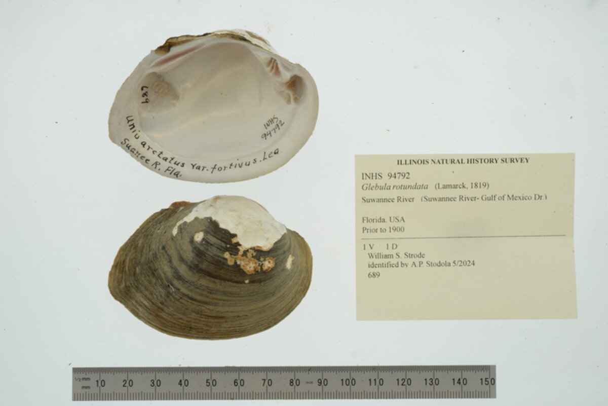 Glebula rotundata image