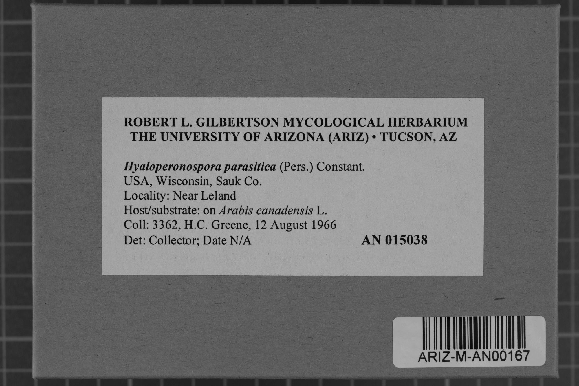 Hyaloperonospora parasitica thumbnail