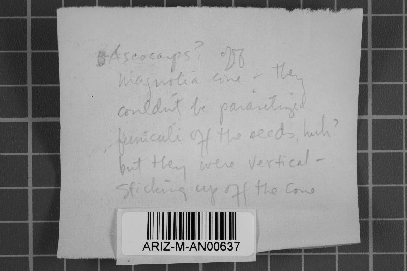 Xylaria carpophila image