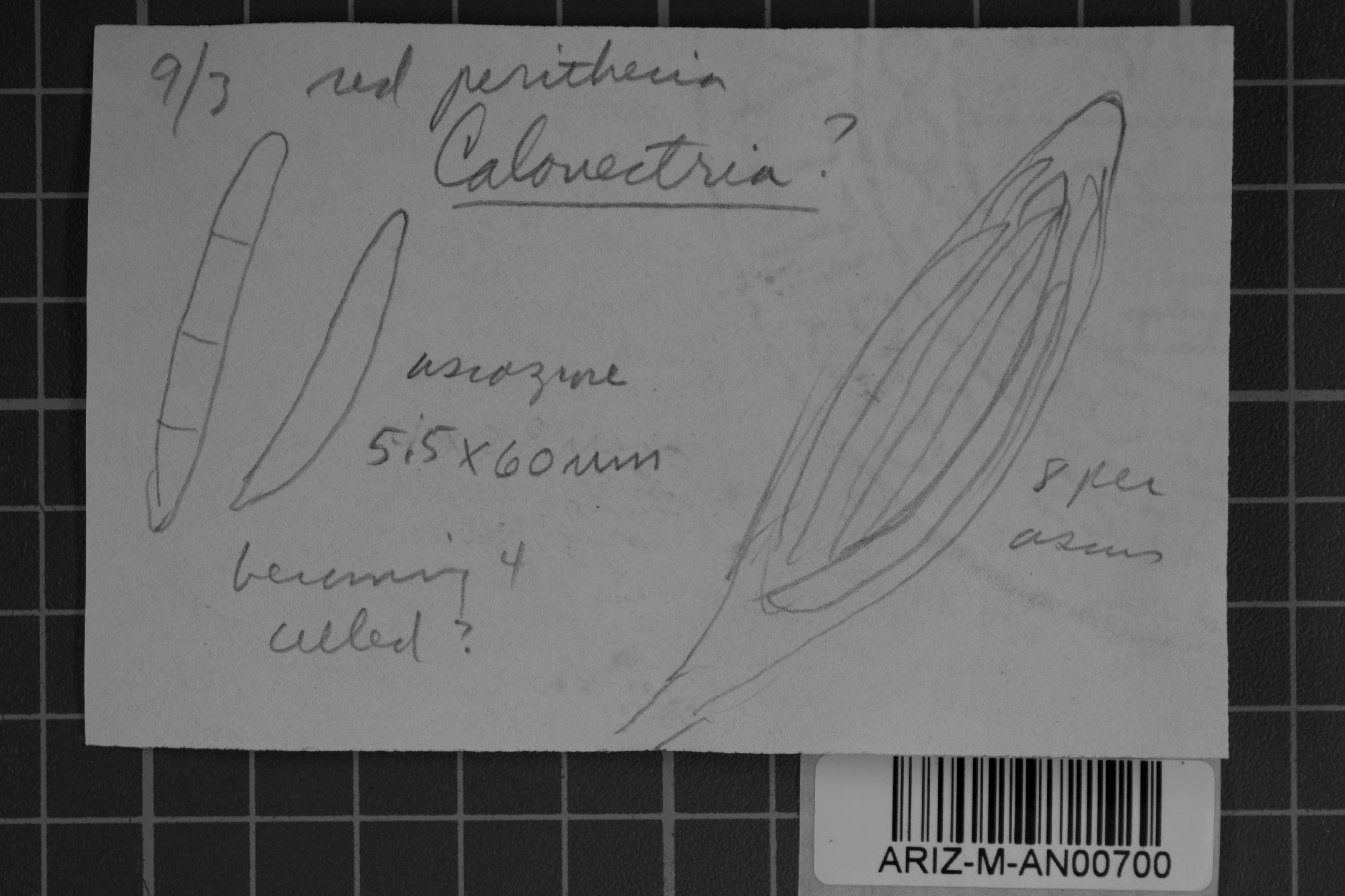 Calonectria