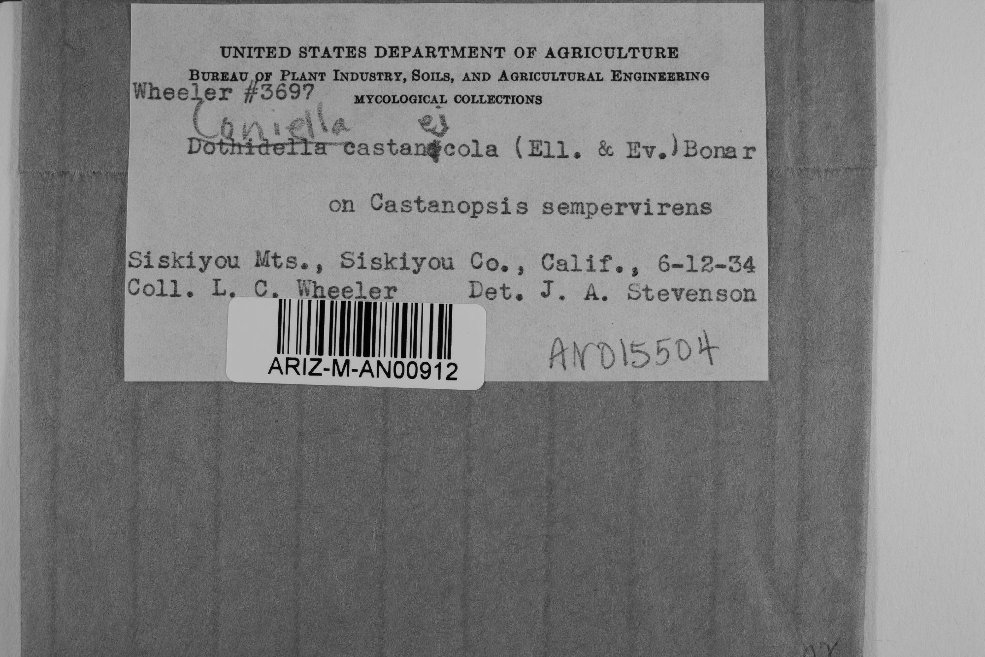Coniella castaneicola thumbnail