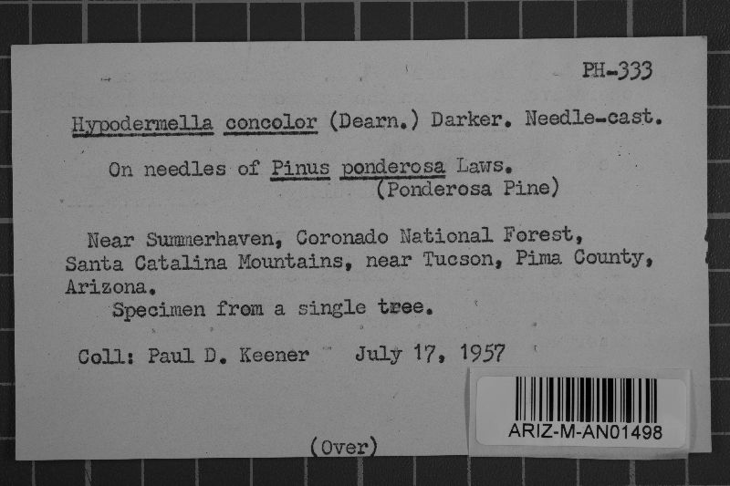 Lophodermella concolor image