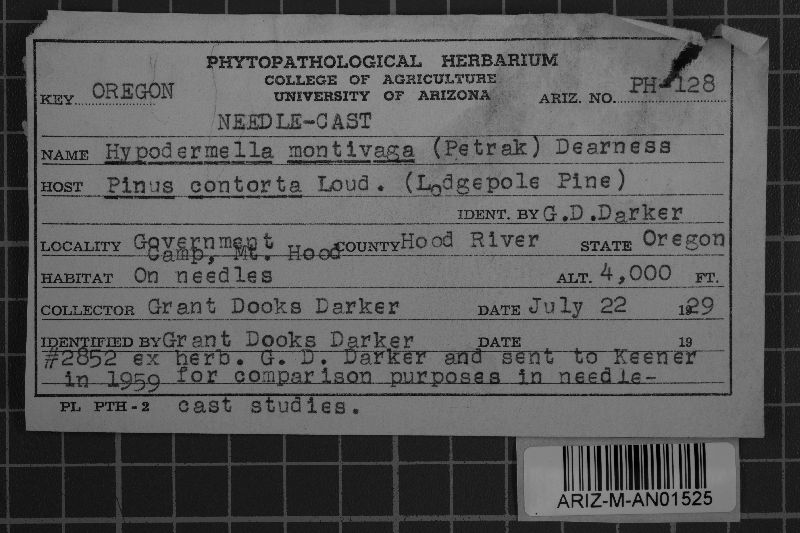 Lophodermella montivaga image