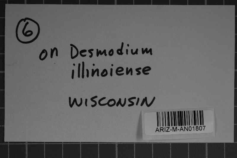 Erysiphe diffusa image