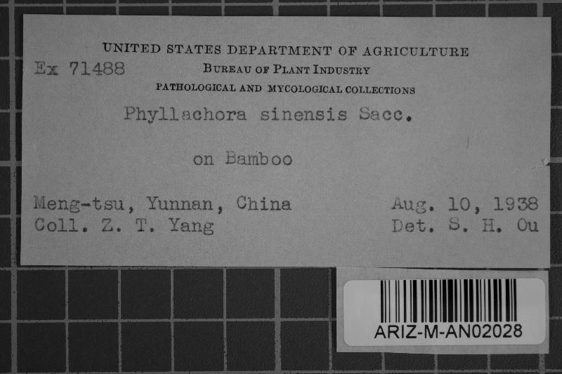 Phyllachora sinensis image