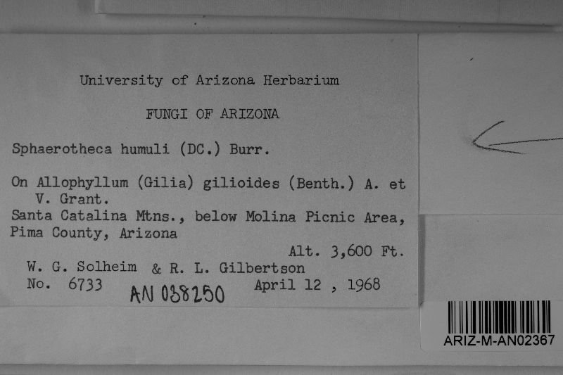 Podosphaera collomiae image