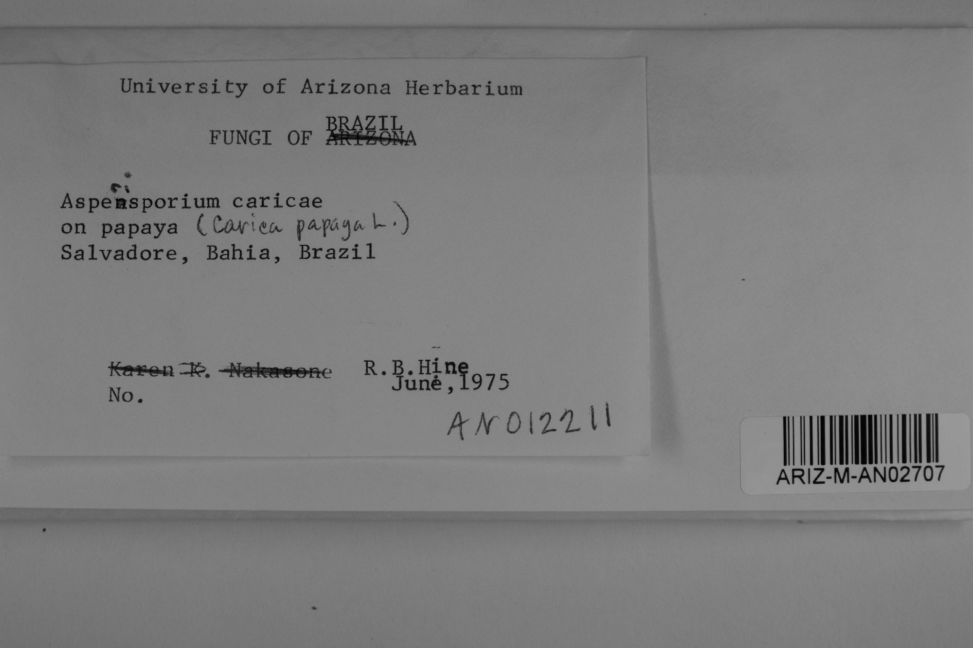 Asperisporium caricae thumbnail