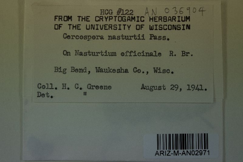 Cercospora nasturtii image