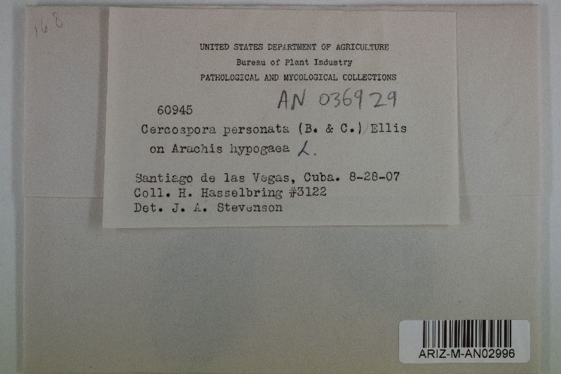 Nothopassalora personata image