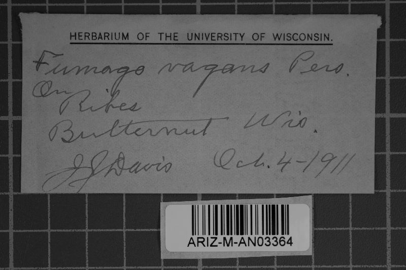 Leptoxyphium fumago image