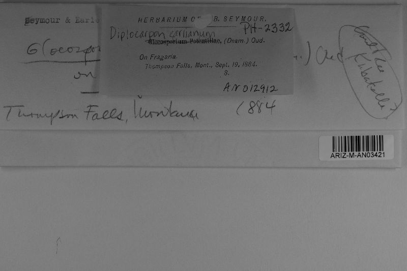 Diplocarpon fragariae image