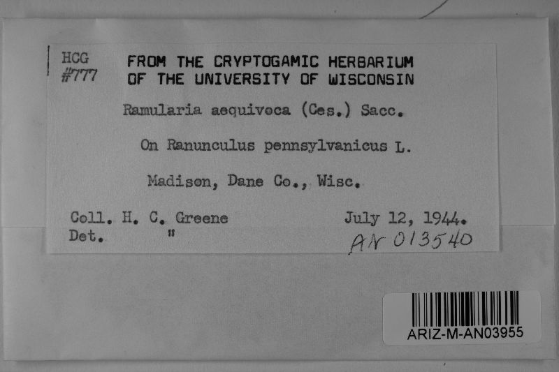 Ramularia aequivoca image