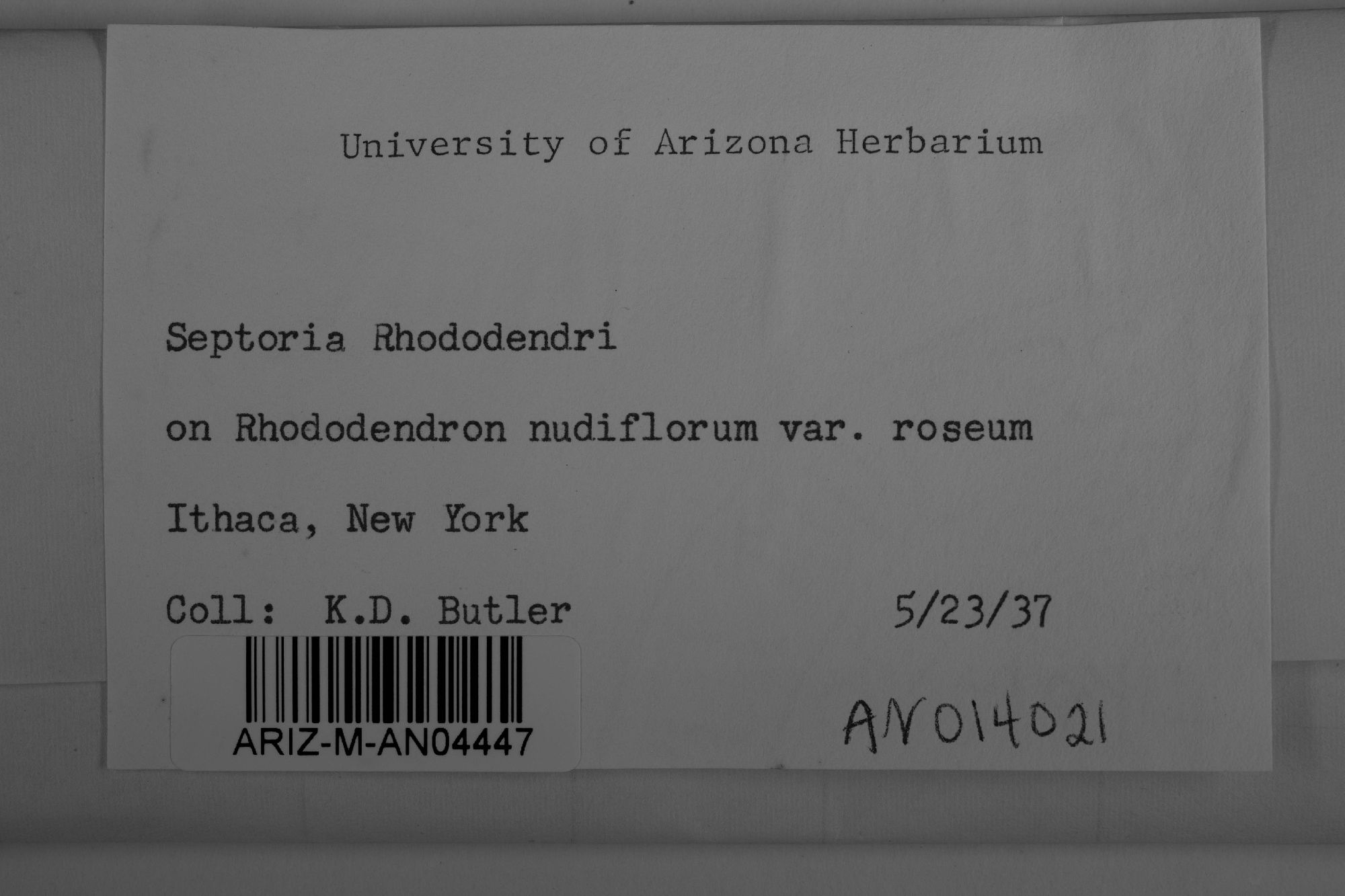 Septoria rhododendri thumbnail