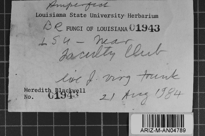 Conoplea juniperi image