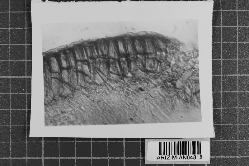 Angiopsora hansfordiana image